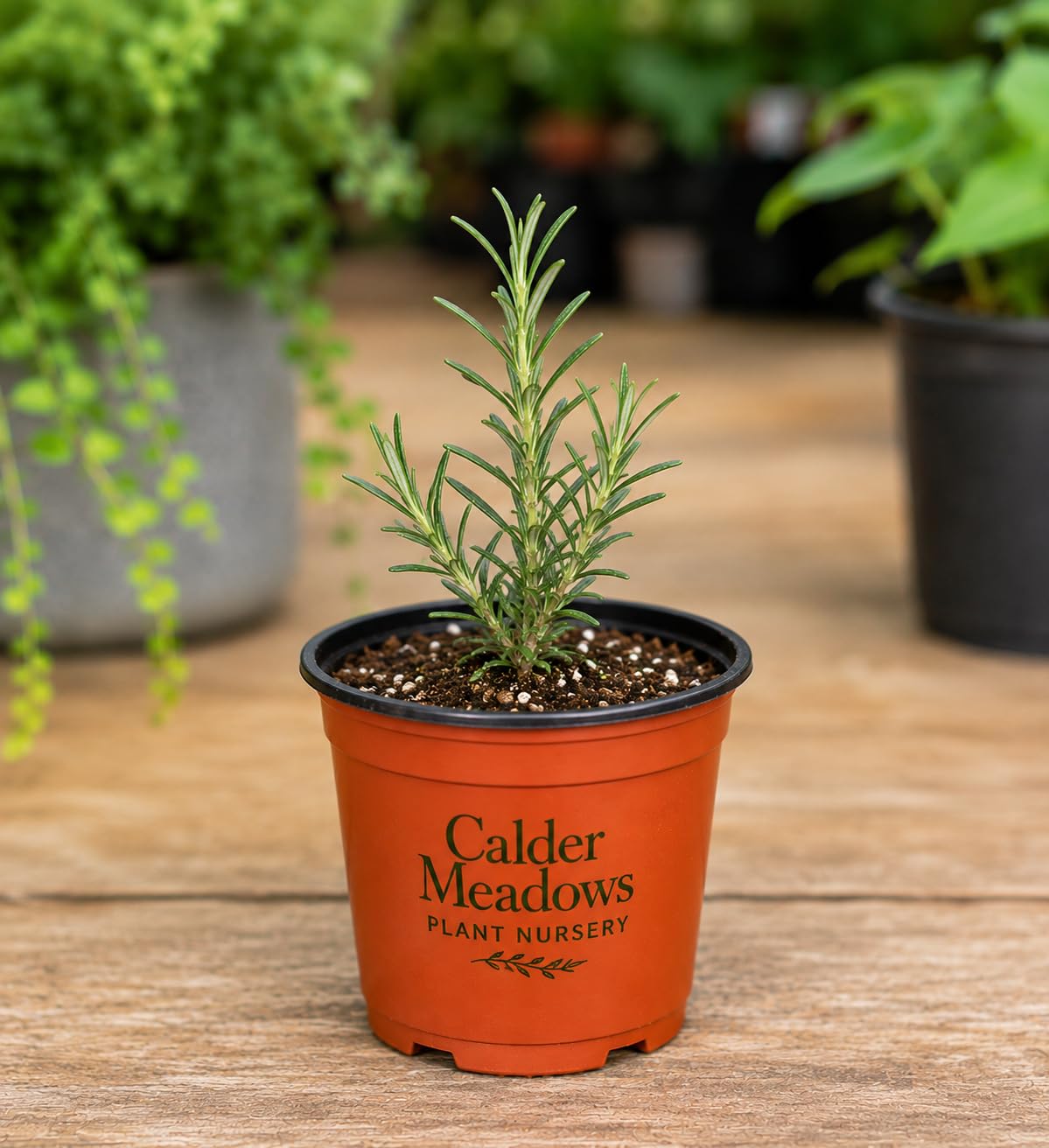 Amazon.com: ARP Rosemary Live Plant, Cold Hardy Herb, 3.5 Inch Pot